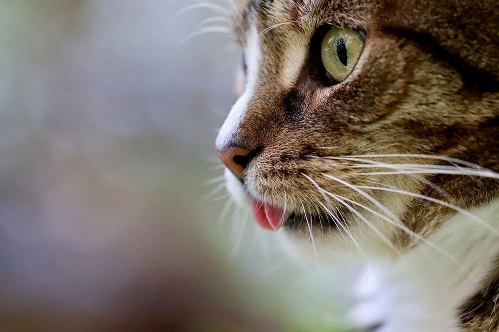 Close-up of a cat's face showing its whiskers and tongue against a blurred background.